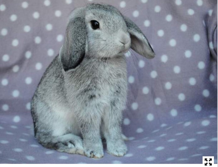 Adoption d'un deuxième lapin : des conseils ?  Image10