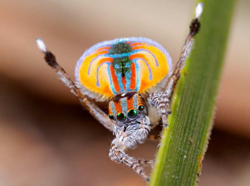 Une araignée très belle, le maratus volans. 1-parl12