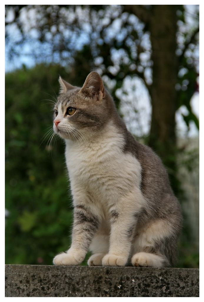 Le chat Img_1211
