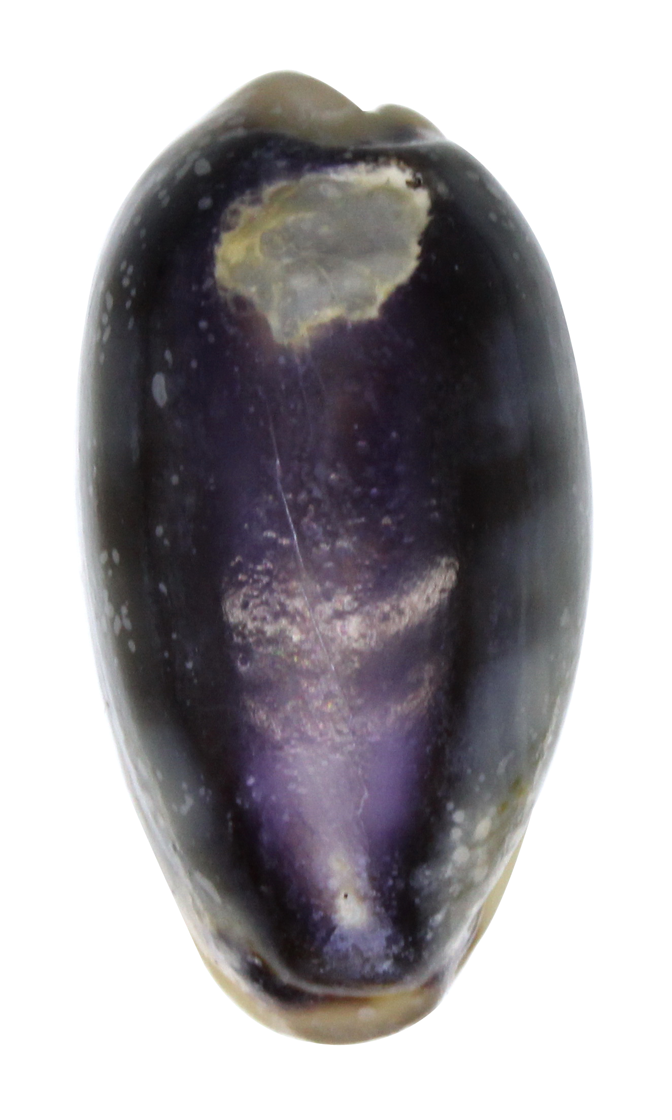 Arabica amethystea (Linnaeus, 1758) - violette Errone10