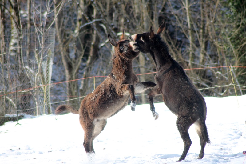 Marronou et compagnie !  - Page 8 Img_7510