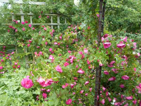 Jardin botanique de Brooklyn - Page 2 Jbb2410