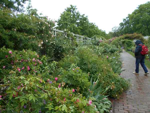 Jardin botanique de Brooklyn - Page 2 Jbb2810