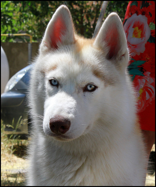 JUSTI Husky Siberien Justi310