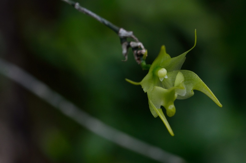 Aeranthes arachnites retardataire Aerant12