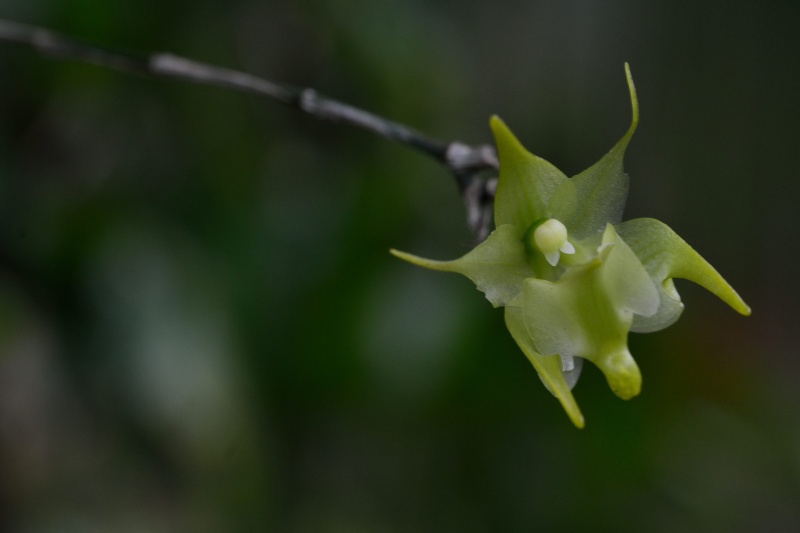 Aeranthes arachnites retardataire Aerant16