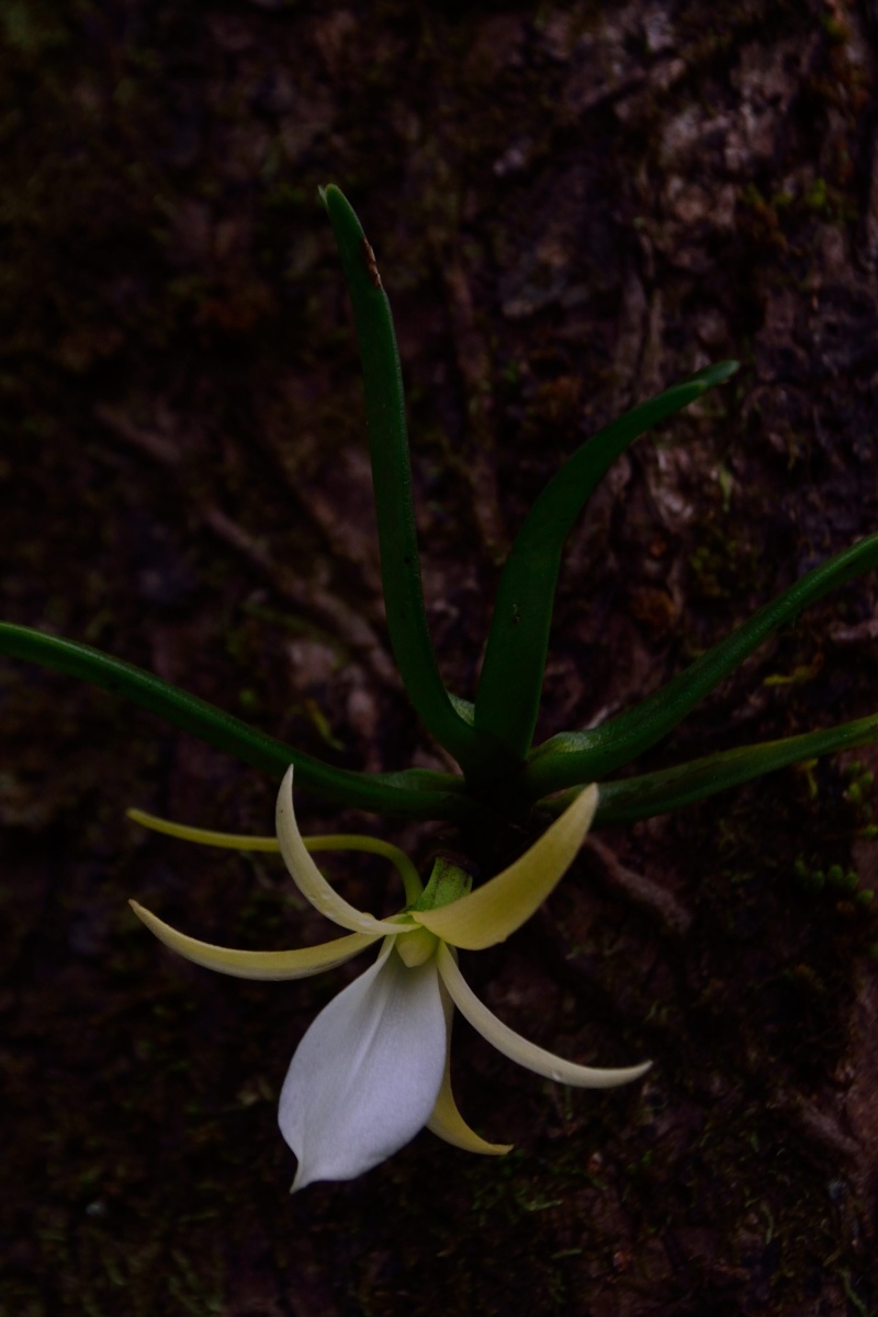 C'est la saison des liliodorum! Angrae15