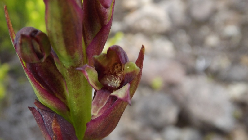 Disa borbonica Disa_210