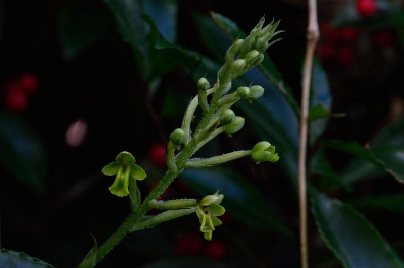 Habenaria citrina  Habena11