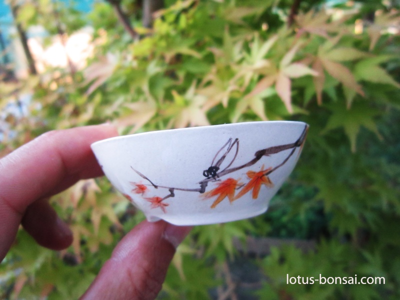 Bonsai Shohin & Mame pots Mini-p10