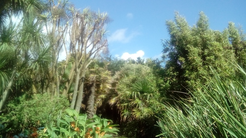 Jardin subtropical à Vauville Dsc_0223