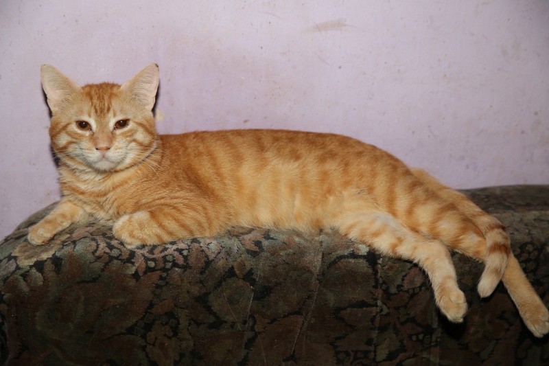 Parrainage des chats de Mme Angela Hx9a3510