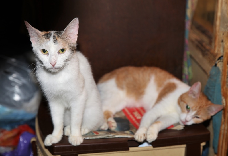 Parrainage des chats de Mme Angela Hx9a3511