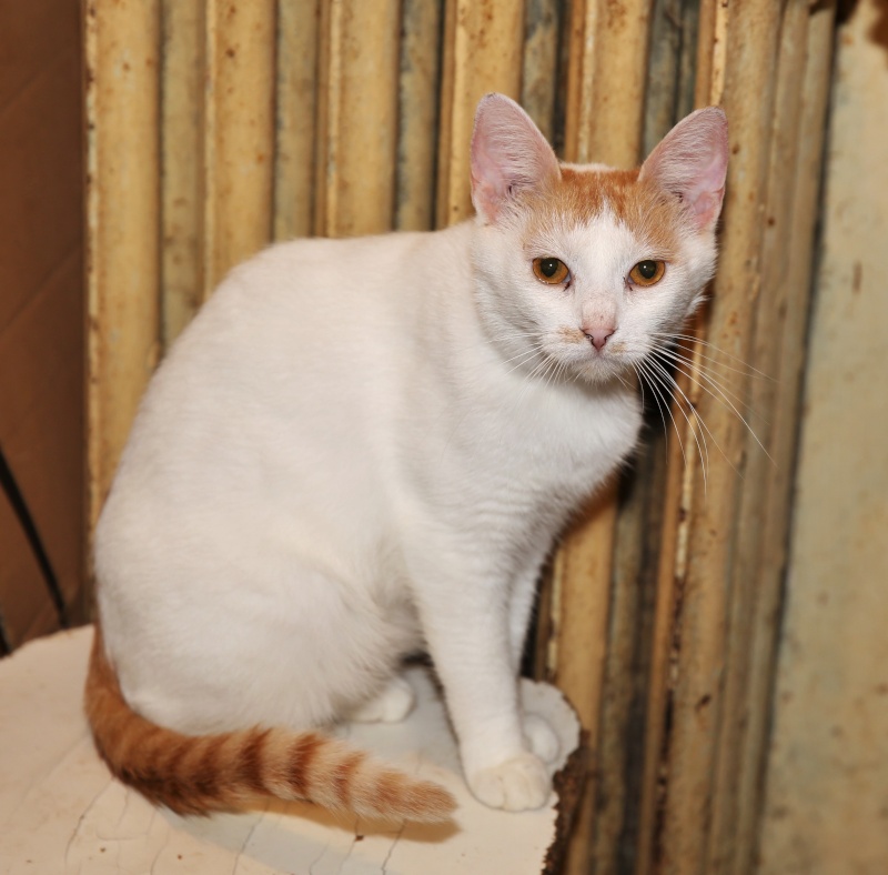 Parrainage des chats de Mme Angela Hx9a3514
