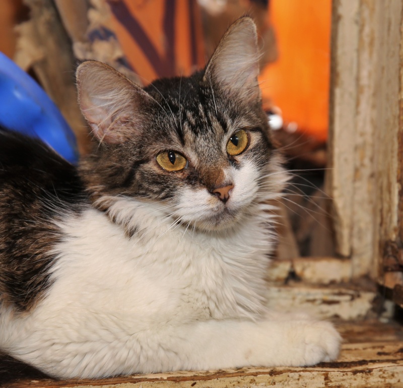 Parrainage des chats de Mme Angela Hx9a3515