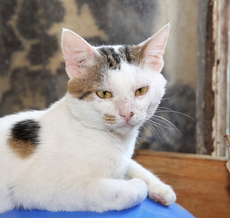 Parrainage des chats de Mme Angela Hx9a3516