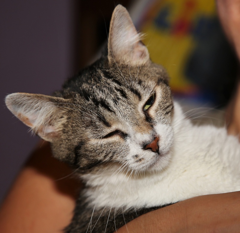 Parrainage des chats de Mme Angela Hx9a3521