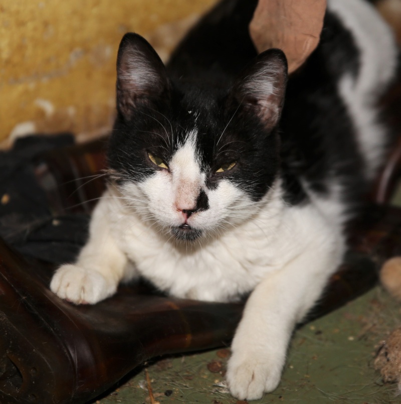 Parrainage des chats de Mme Angela Hx9a3522