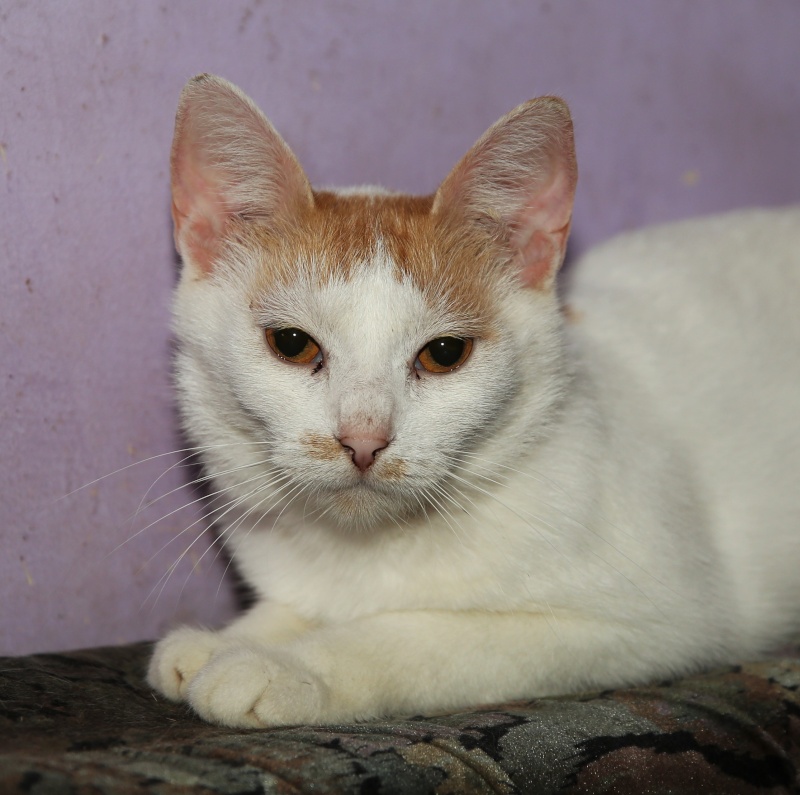 Parrainage des chats de Mme Angela Hx9a3523