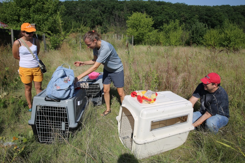 Transfert de Lorie et de ses chiots, de la pension B au refuge, le samedi 8 août 2015 Hx9a4018