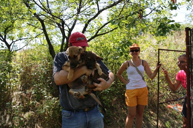 Transfert de Lorie et de ses chiots, de la pension B au refuge, le samedi 8 août 2015 Hx9a4116