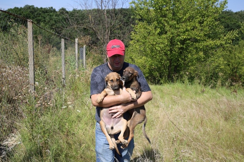 Transfert de Lorie et de ses chiots, de la pension B au refuge, le samedi 8 août 2015 Hx9a4117