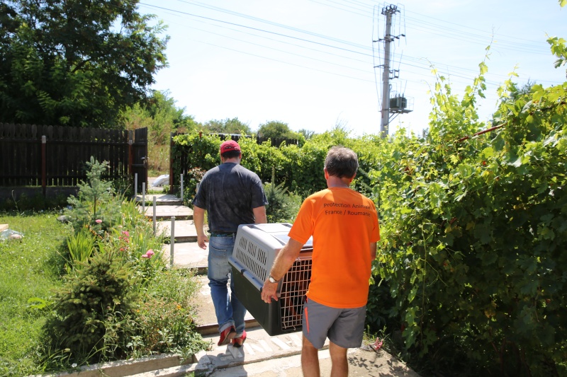 Transfert de Lorie et de ses chiots, de la pension B au refuge, le samedi 8 août 2015 Hx9a4128