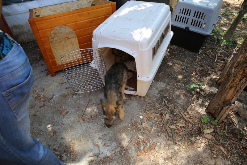 Transfert de Lorie et de ses chiots, de la pension B au refuge, le samedi 8 août 2015 Hx9a4136