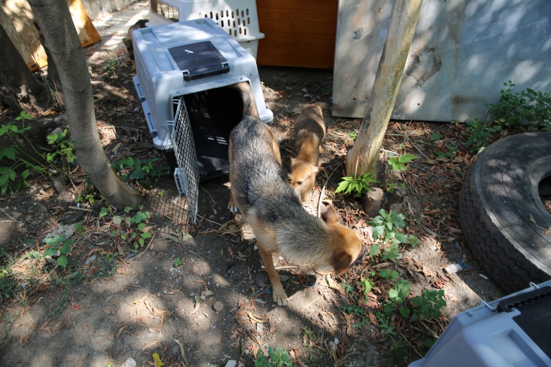 Transfert de Lorie et de ses chiots, de la pension B au refuge, le samedi 8 août 2015 Hx9a4137