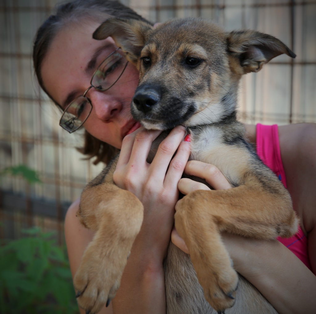 Benji, adorable chiot né en mai 2015  Hx9a4319