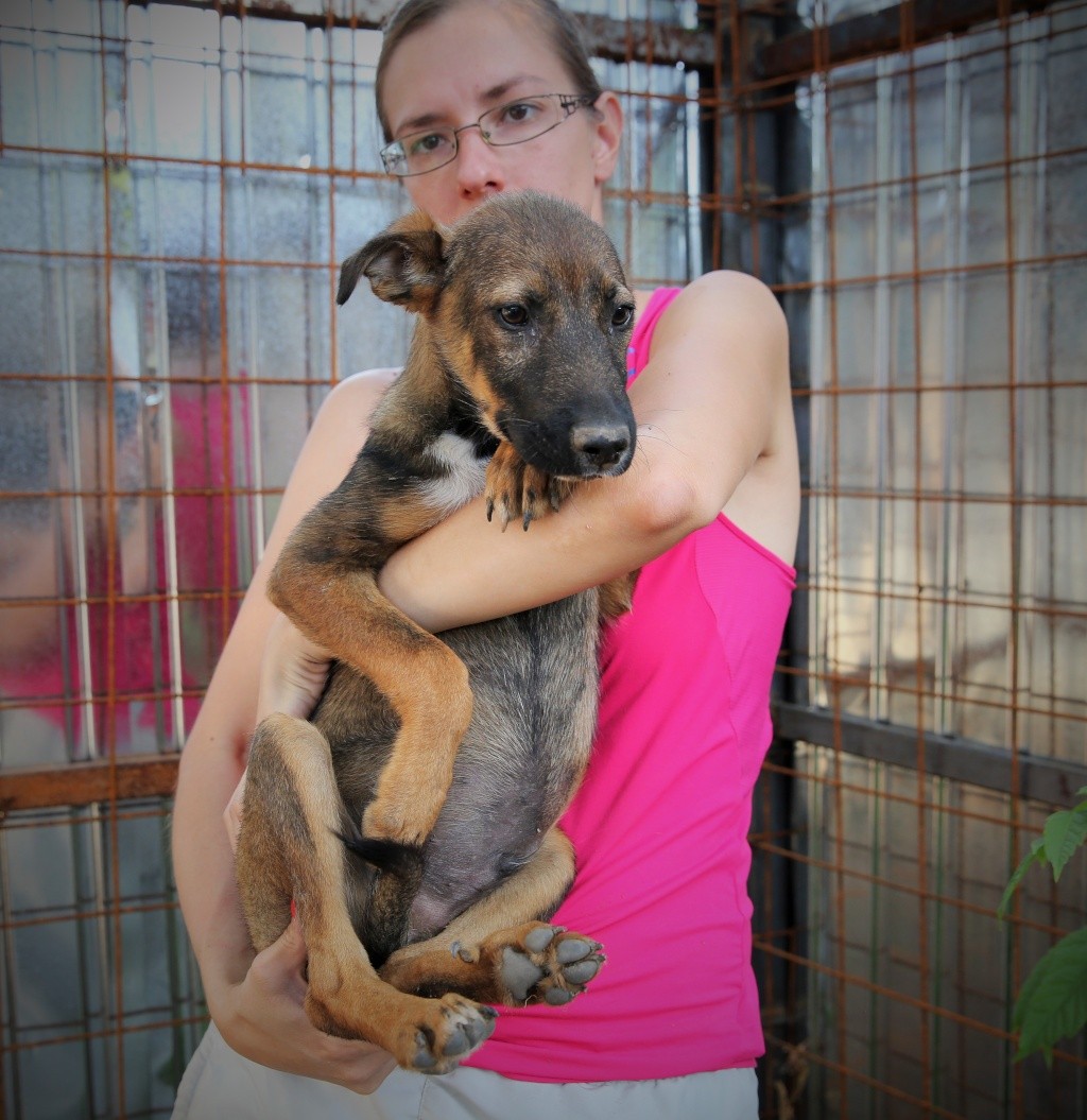 Hugo / Vladou - chiot adorable, né en mai 2015 - Adopté ! Hx9a4418