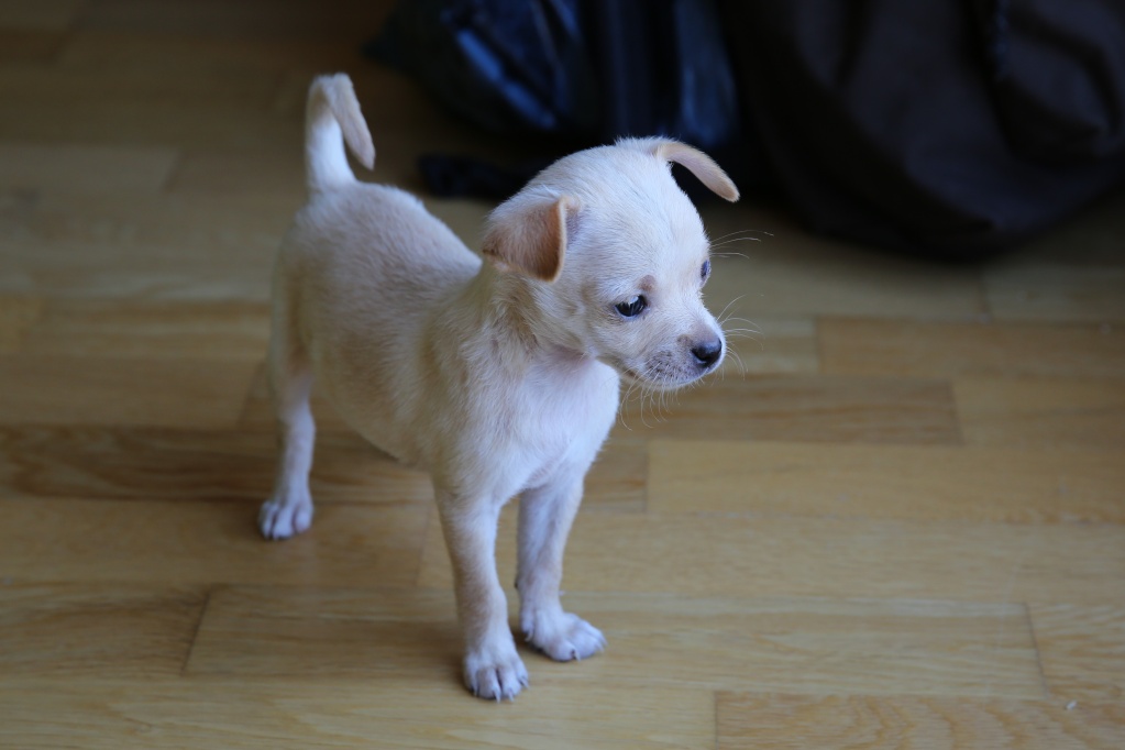 Jinny, petite puce née en juin 2015, petit modèle  Hx9a5136