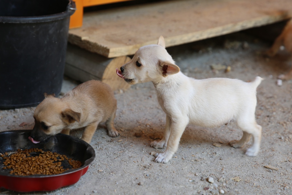 Axel, petit mâle né en juin 2015, petit modèle Hx9a5137