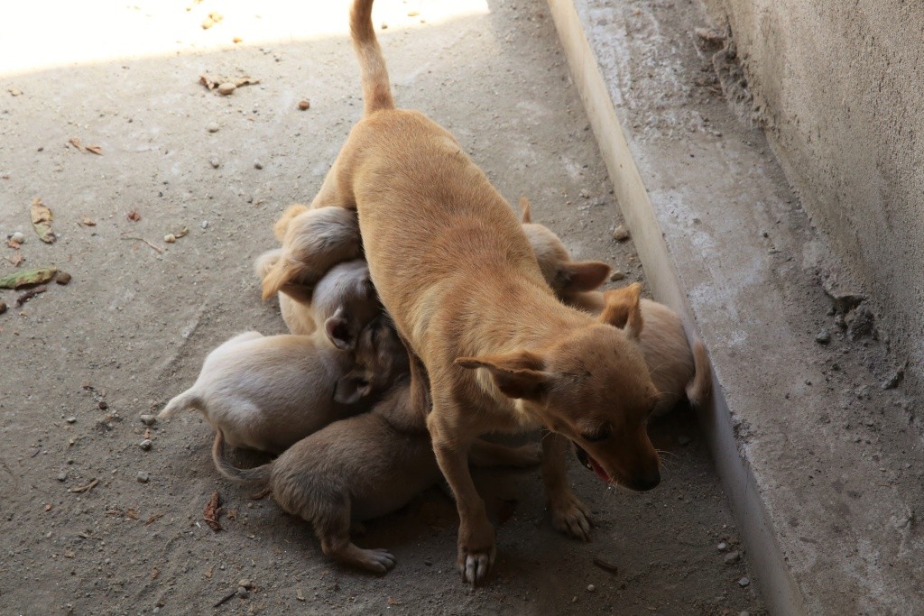 Découverte d'une maman et de ses 5 bébés à l'entrée du refuge  Hx9a5616