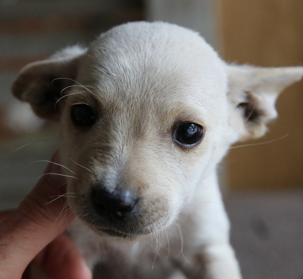 Axel, petit mâle né en juin 2015, petit modèle Hx9a5723