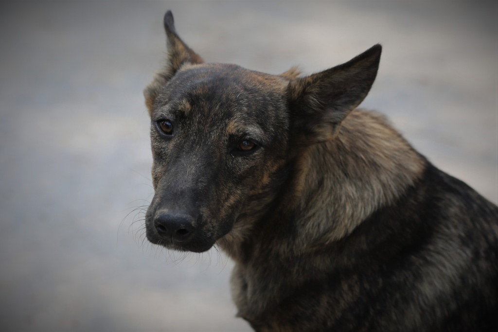 Pepper, jeune chien joueur, né en février 2015 Hx9a6110