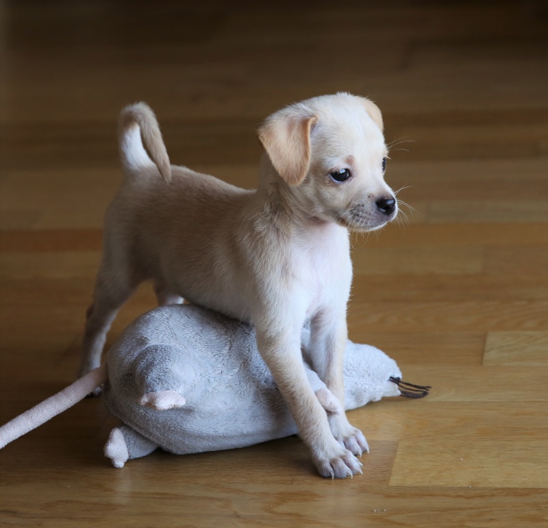 Jinny, petite puce née en juin 2015, petit modèle  Hx9a6314