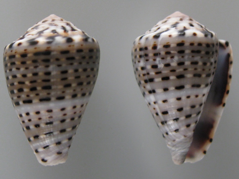 Conus (Virroconus) taeniatus Hwass in Bruguière, 1792  Img_0319