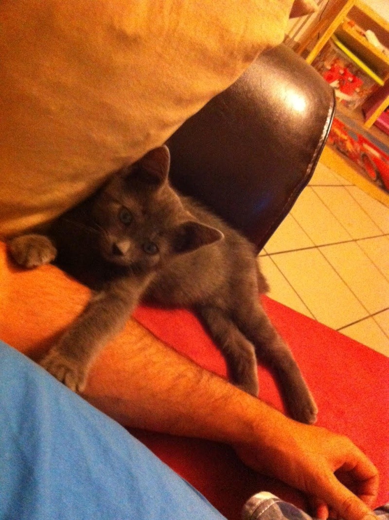 Jasmin, chaton mâle robe bleue née en mai 2014  Jasmin10