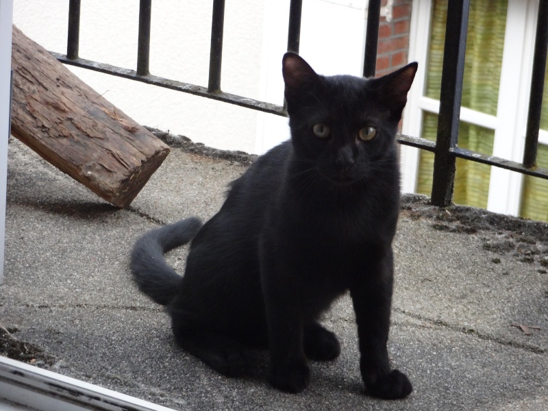 (23) Looping - chat mâle noir de 6 mois - adopté par Justine ! Dsc05010