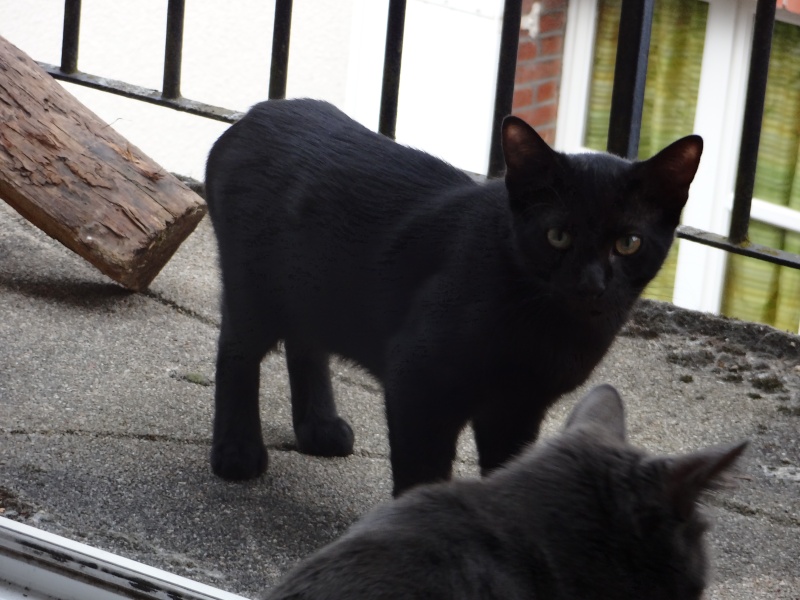 (23) Looping - chat mâle noir de 6 mois - adopté par Justine ! Dsc05011
