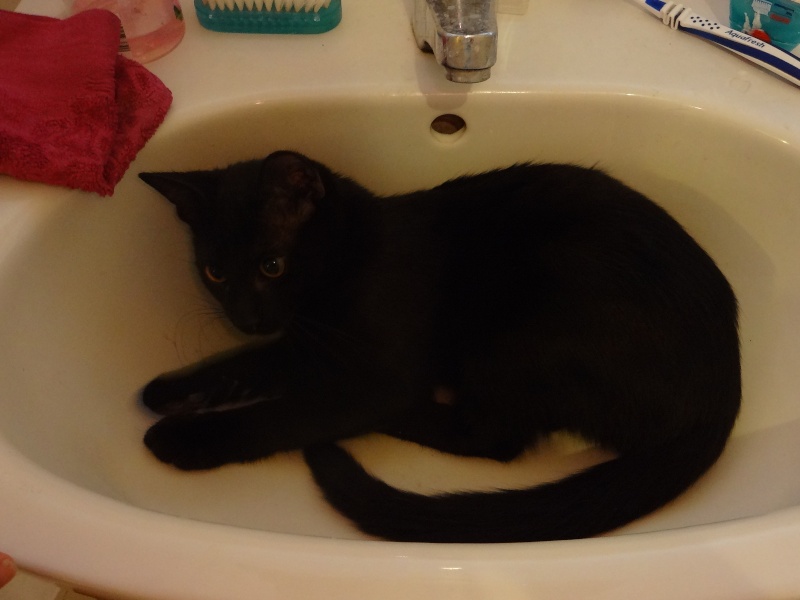 (23) Looping - chat mâle noir de 6 mois - adopté par Justine ! Dsc05012