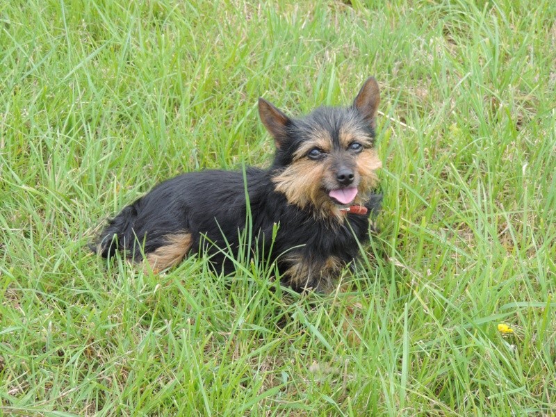 [Clos]Visite post adoption (chien) à Saint-Brieuc pour Dipie  Dscn7513