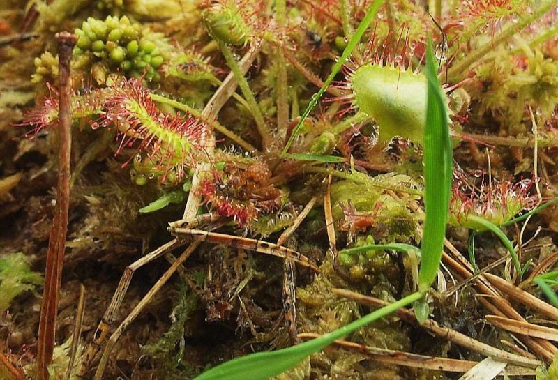 Aussaat - Karnivoren / insektenfangende Pflanzen Teil 1 - Seite 76 Sonnen11