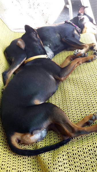 Mimie pinscher femelle de 12 ans, noir et feu (60) 20150710