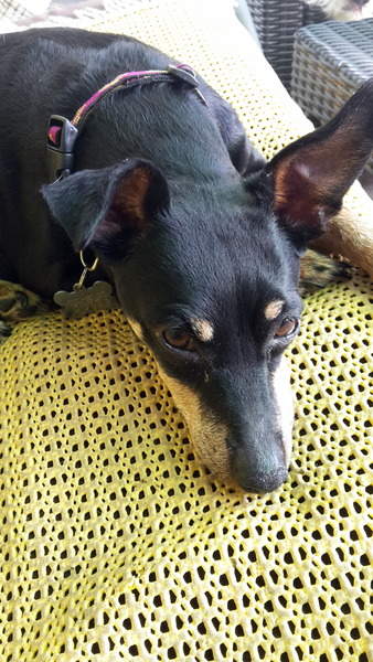 Mimie pinscher femelle de 12 ans, noir et feu (60) 20150711