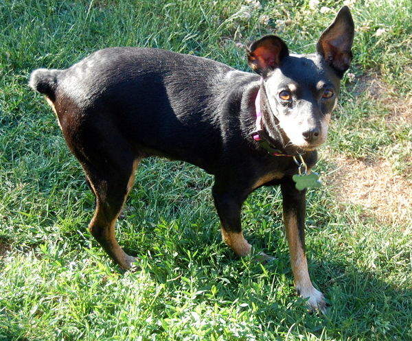 Mimie pinscher femelle de 12 ans, noir et feu (60) Dsc-0812