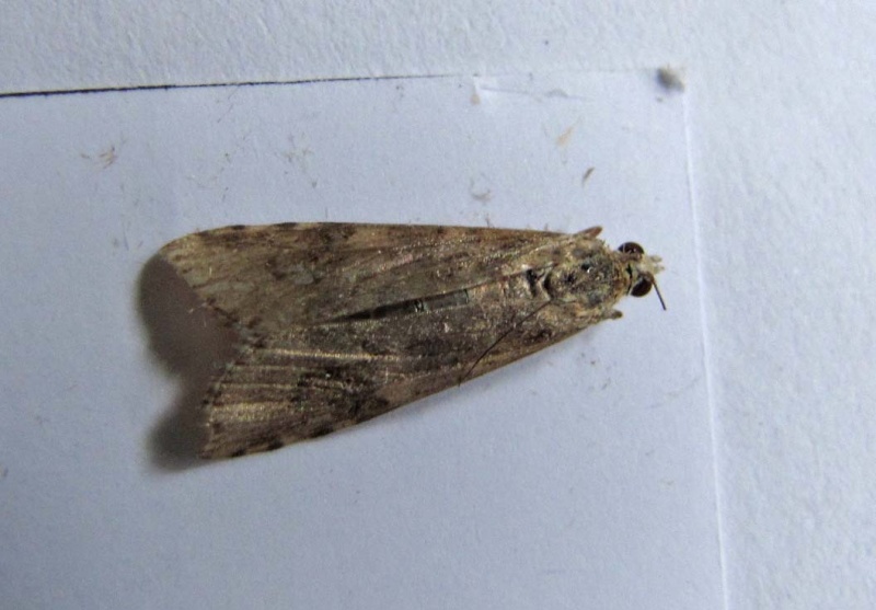 Micros bigoudens du 14 juin : Chrysocrambus craterella, Nomophila noctuella Av2_ke11