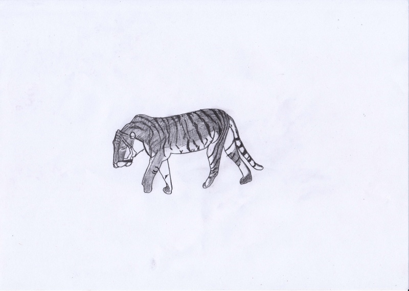 Petit tigre Tigre_10