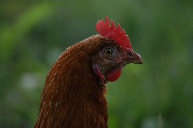 Portrait d'une poule Longue40